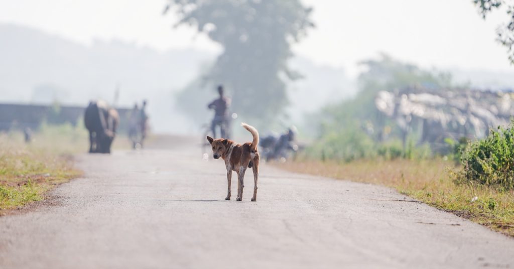 stray animals road